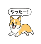 コーギー(しっぽなし＋レッド＆ホワイト)（個別スタンプ：19）
