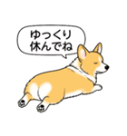 コーギー(しっぽなし＋レッド＆ホワイト)（個別スタンプ：20）