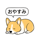 コーギー(しっぽなし＋レッド＆ホワイト)（個別スタンプ：21）