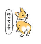 コーギー(しっぽなし＋レッド＆ホワイト)（個別スタンプ：24）