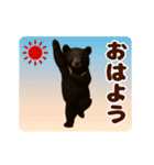 踊る！くまMAX/熊/クマ/べアー（個別スタンプ：1）