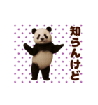 踊る！くまMAX/熊/クマ/べアー（個別スタンプ：13）