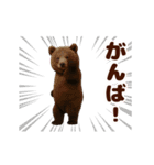 踊る！くまMAX/熊/クマ/べアー（個別スタンプ：20）