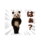踊る！くまMAX/熊/クマ/べアー（個別スタンプ：21）