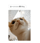 ●写真添付して誤送信ねこ。（個別スタンプ：1）