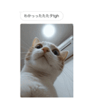 ●写真添付して誤送信ねこ。（個別スタンプ：2）