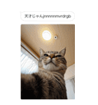 ●写真添付して誤送信ねこ。（個別スタンプ：4）