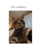 ●写真添付して誤送信ねこ。（個別スタンプ：6）