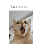 ●写真添付して誤送信ねこ。（個別スタンプ：7）