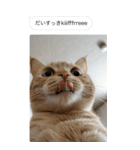 ●写真添付して誤送信ねこ。（個別スタンプ：9）
