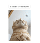 ●写真添付して誤送信ねこ。（個別スタンプ：11）