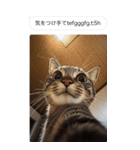 ●写真添付して誤送信ねこ。（個別スタンプ：14）