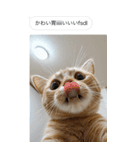 ●写真添付して誤送信ねこ。（個別スタンプ：16）