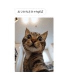 ●写真添付して誤送信ねこ。（個別スタンプ：19）