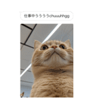 ●写真添付して誤送信ねこ。（個別スタンプ：20）
