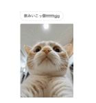 ●写真添付して誤送信ねこ。（個別スタンプ：21）