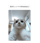●写真添付して誤送信ねこ。（個別スタンプ：22）