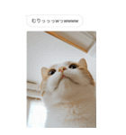 ●写真添付して誤送信ねこ。（個別スタンプ：23）
