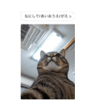●写真添付して誤送信ねこ。（個別スタンプ：25）