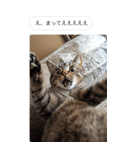 ●写真添付して誤送信ねこ。（個別スタンプ：27）
