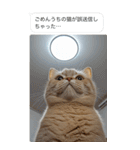 ●写真添付して誤送信ねこ。（個別スタンプ：29）