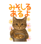 リアルねこ！家族と毎日使える主婦猫の日常（個別スタンプ：16）