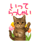 リアルねこ！家族と毎日使える主婦猫の日常（個別スタンプ：26）