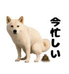 うんこ中の犬。（個別スタンプ：1）
