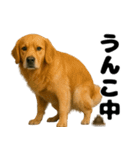 うんこ中の犬。（個別スタンプ：3）
