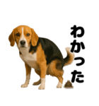 うんこ中の犬。（個別スタンプ：4）