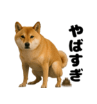 うんこ中の犬。（個別スタンプ：5）