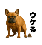 うんこ中の犬。（個別スタンプ：6）