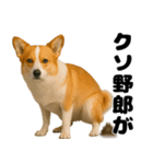 うんこ中の犬。（個別スタンプ：8）