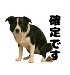 うんこ中の犬。（個別スタンプ：9）