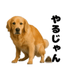 うんこ中の犬。（個別スタンプ：10）