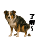 うんこ中の犬。（個別スタンプ：11）