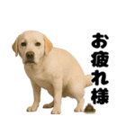 うんこ中の犬。（個別スタンプ：12）