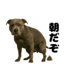 うんこ中の犬。（個別スタンプ：15）