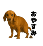 うんこ中の犬。（個別スタンプ：16）