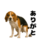 うんこ中の犬。（個別スタンプ：17）