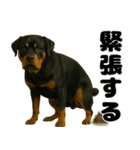 うんこ中の犬。（個別スタンプ：19）