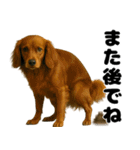 うんこ中の犬。（個別スタンプ：20）