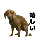 うんこ中の犬。（個別スタンプ：21）