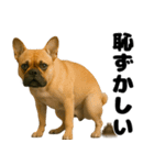 うんこ中の犬。（個別スタンプ：22）