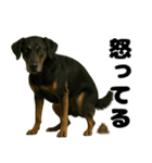 うんこ中の犬。（個別スタンプ：23）