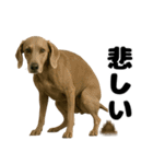 うんこ中の犬。（個別スタンプ：24）