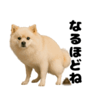 うんこ中の犬。（個別スタンプ：26）
