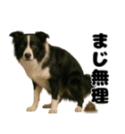 うんこ中の犬。（個別スタンプ：27）