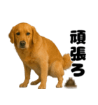 うんこ中の犬。（個別スタンプ：28）