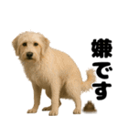うんこ中の犬。（個別スタンプ：29）